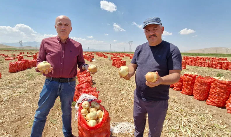 Karaman’da yazlık soğan üreticisinin yüzünü güldürüyor