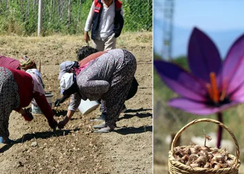Kilosu 600 bin lira: Safranın yeni sezon dikimi başladı