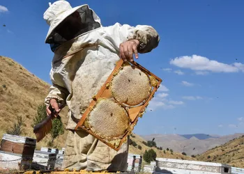 Bitlis balının bu yılki rekoltesi yüz güldürecek