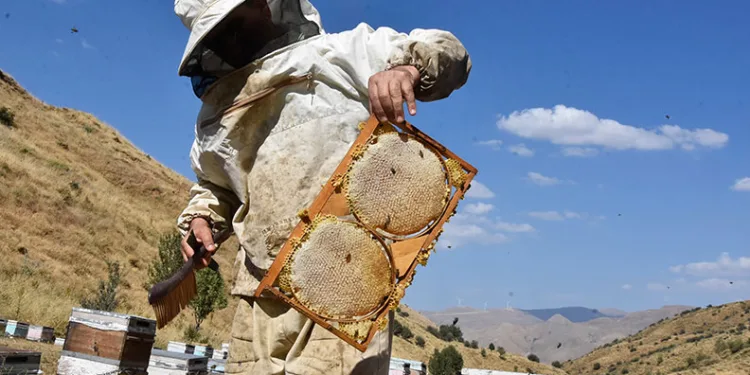 Bitlis balının bu yılki rekoltesi yüz güldürecek