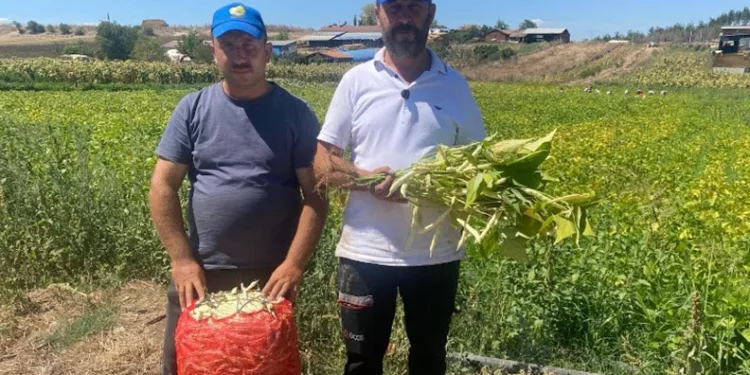 Şeker fasulye yüzleri güldürdü