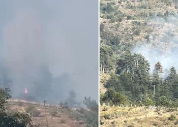 Düzce’de orman yangını kısa sürede söndürüldü