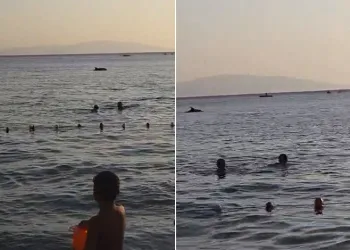 Denize giren vatandaşlara yunus sürprizi