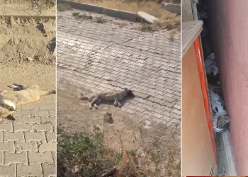Denizli’de sokak hayvanlarının zehirlenerek öldürüldüğü iddiası