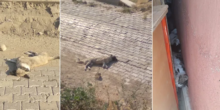 Denizli’de sokak hayvanlarının zehirlenerek öldürüldüğü iddiası