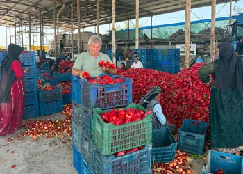 Kapya biberde fabrikaların fiyat düşürmek için ürün alımını geciktirdiği iddiası