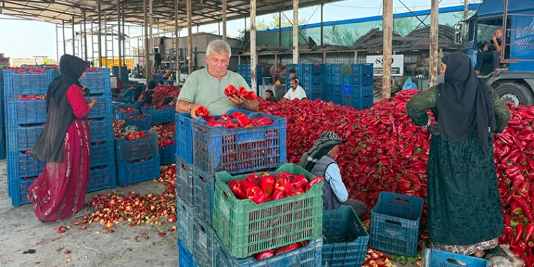 Kapya biberde fabrikaların fiyat düşürmek için ürün alımını geciktirdiği iddiası