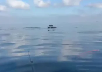Yeniköy açıklarında yunuslar balıkçılara şov yaptı