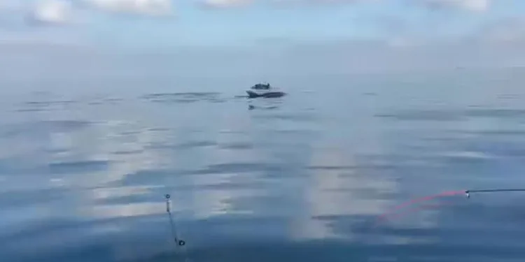 Yeniköy açıklarında yunuslar balıkçılara şov yaptı