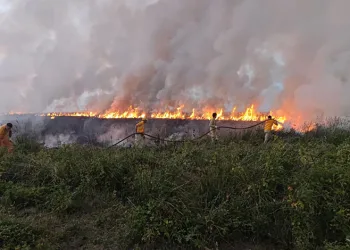 Kızılırmak Deltası Kuş Cenneti’nde yangın