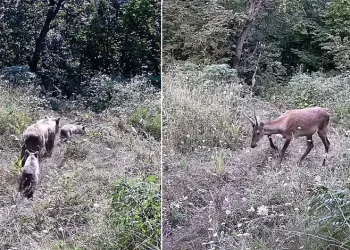 İnegöl’de yaban hayatı fotokapana takıldı
