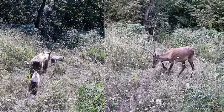 İnegöl’de yaban hayatı fotokapana takıldı