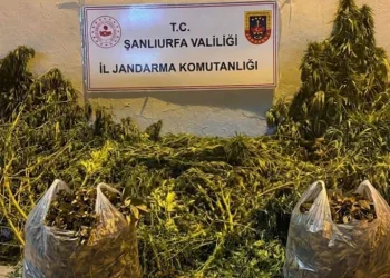 Şanlıurfa’da 625 kök kenevir ele geçirildi