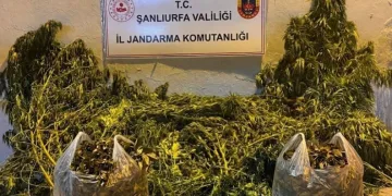 Şanlıurfa’da 625 kök kenevir ele geçirildi
