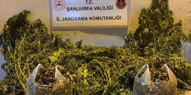 Şanlıurfa’da 625 kök kenevir ele geçirildi