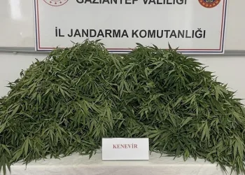 Gaziantep’te 116 kök kenevir ele geçirildi: 9 gözaltı