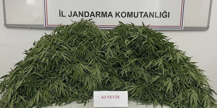 Gaziantep’te 116 kök kenevir ele geçirildi: 9 gözaltı