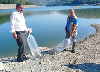 Orhaneli’de göletler sazan yavrularıyla buluştu