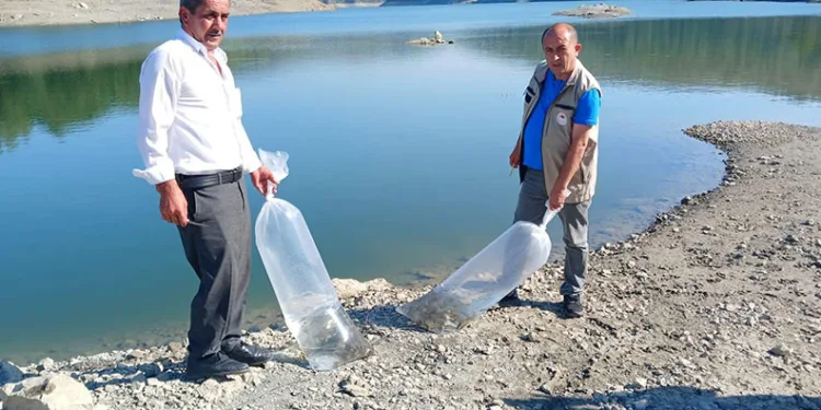 Orhaneli’de göletler sazan yavrularıyla buluştu