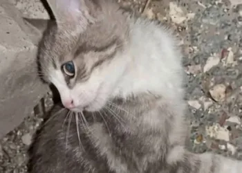 Yavru kediyi işkence ederek öldüren 2 şahıs hakkında soruşturma