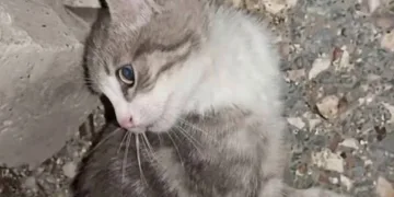 Yavru kediyi işkence ederek öldüren 2 şahıs hakkında soruşturma