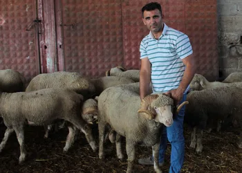 Milyonluk yerli koçun erkek üçüz yavrusu oldu