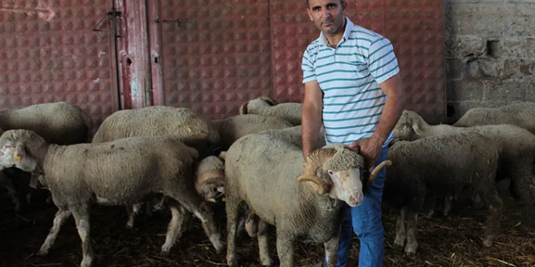 Milyonluk yerli koçun erkek üçüz yavrusu oldu