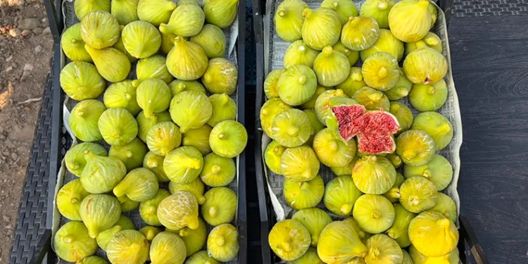 Bardacık incirinde hasat başladı