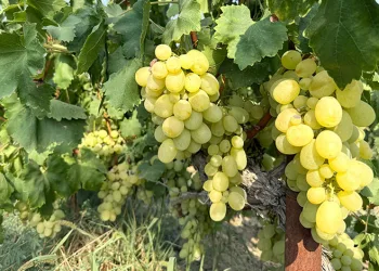 Yüksek rekolte üzüm fiyatlarını düşürdü