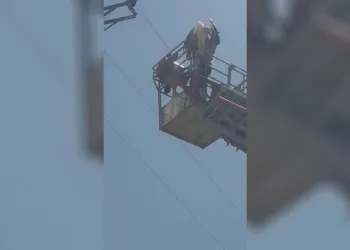 Elazığ’da yaralı leylek itfaiye tarafından kurtarıldı