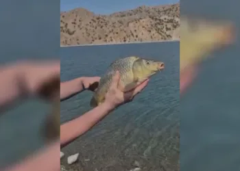 Elazığ’da oltaya takılan yavru sazan yeniden suya bırakıldı