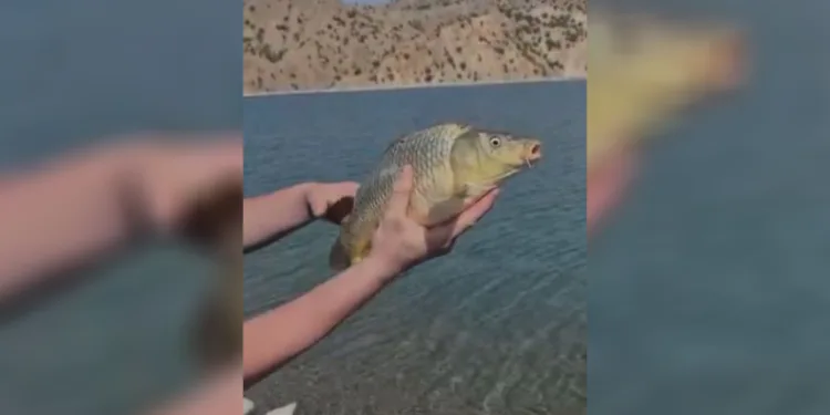 Elazığ’da oltaya takılan yavru sazan yeniden suya bırakıldı