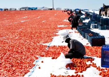 Gediz Ovası’nda domates mesaisi