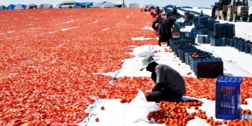 Gediz Ovası’nda domates mesaisi