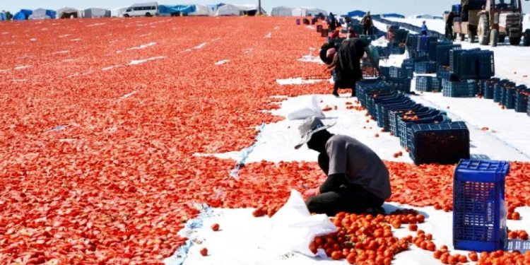 Gediz Ovası’nda domates mesaisi
