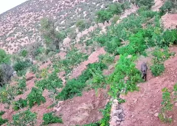Batman’da domuz sürüsü bağ ve fıstık bahçelerine zarar verdi