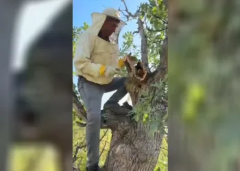 Elazığ’da ağacın gövdesinden 3 kilo bal çıktı