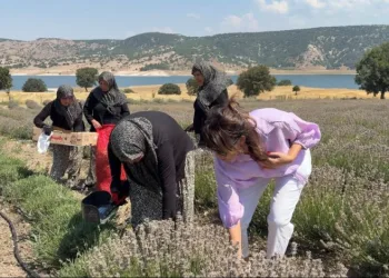 Kütahya’da 5 yıllık lavanta emeğinin hasadı kadınlara umut oldu