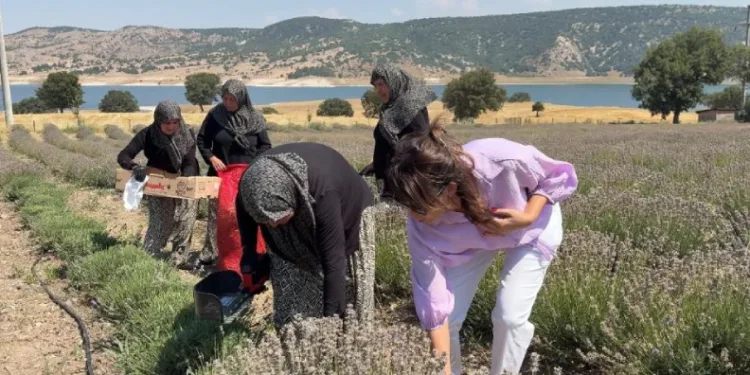 Kütahya’da 5 yıllık lavanta emeğinin hasadı kadınlara umut oldu