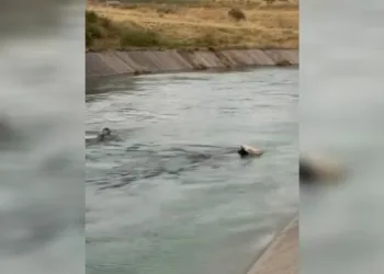 İneği kurtarmak için su kanalına atladı