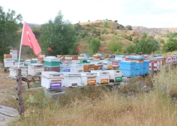 Erzincan’da arıcılık ve vatan sevgisi aynı arılıkta buluştu