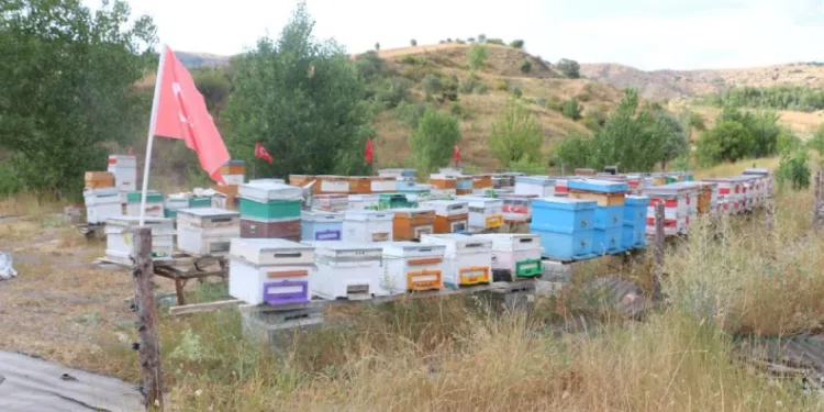 Erzincan’da arıcılık ve vatan sevgisi aynı arılıkta buluştu