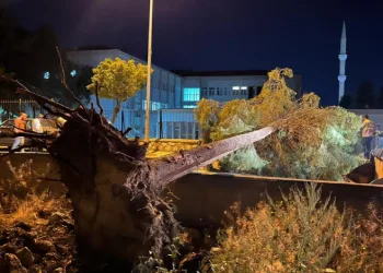Çorum’da rüzgarın şiddetine dayanamayan ağaç yola devrildi