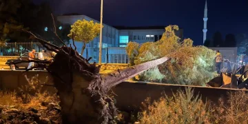 Çorum’da rüzgarın şiddetine dayanamayan ağaç yola devrildi