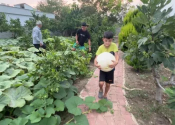 Hobi amaçlı ektiği 3 kök kabaktan 1 tonun üzerinde ürün aldı