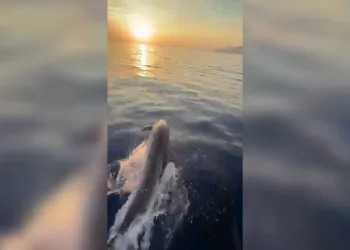 Alanya açıklarında yunusların şovu turistleri mest etti