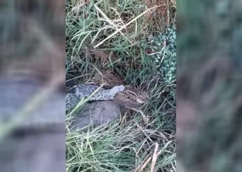 Engerek yılanının bıldırcın avı kameraya yansıdı