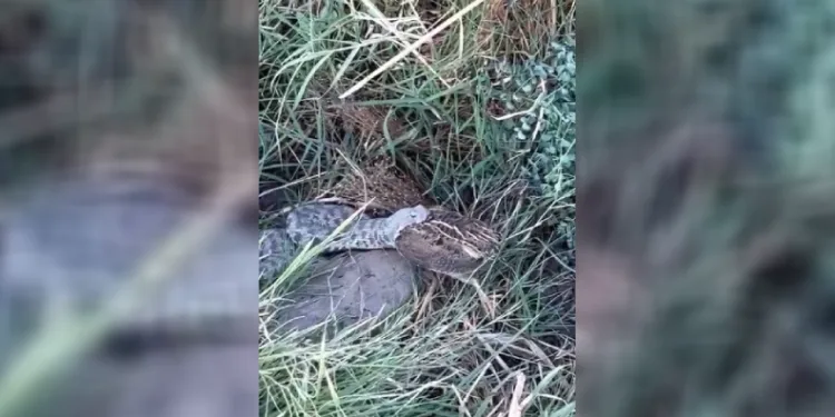Engerek yılanının bıldırcın avı kameraya yansıdı