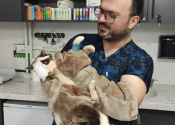 Keşan’da yüzündeki tümör alınan kedinin yüzüne canlı deri flebi taşındı