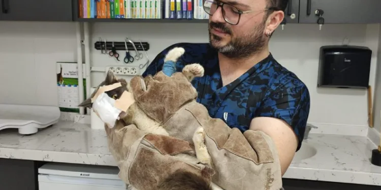 Keşan’da yüzündeki tümör alınan kedinin yüzüne canlı deri flebi taşındı
